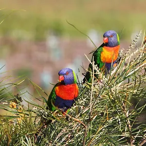 https://green-acres.queenslandhotels.net
